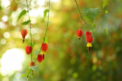 寺外桃源講花卉》-蔓性風(fēng)鈴花來(lái)開(kāi)獎(jiǎng)啦！