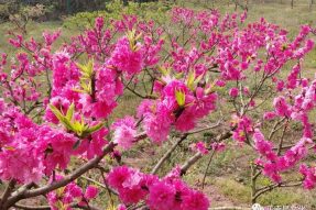 正覺(jué)寺外春初來(lái)， 四月也有桃花開(kāi)。